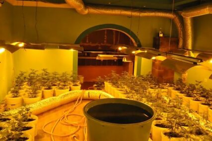 KOMPLETNA OPREMA I SADNICE Policija otkrila laboratoriju za uzgoj marihuane