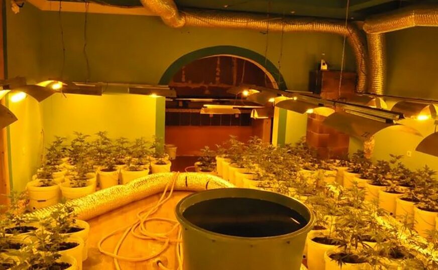 KOMPLETNA OPREMA I SADNICE Policija otkrila laboratoriju za uzgoj marihuane