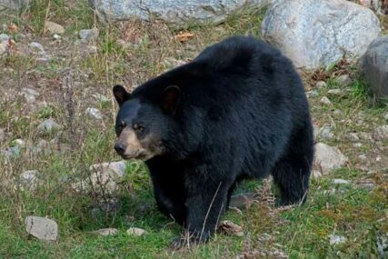 IZAŠLA ZBOG LAVEŽA PASA I NIJE SE VRATILA Crni medved ubio ženu dok je bila kod roditelja