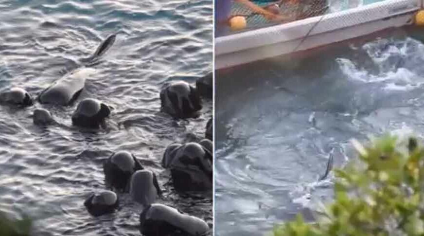 PRIZOR KOJI TJERA SUZE NA OČI Majka delfin tješi djecu prije nego što će ih lovci ubiti (VIDEO)