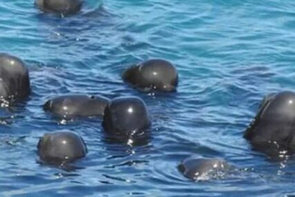 PODACI KOJI SKIDAJU OSMIJEH S LICA Manje delfina, više smeća u Crnom moru