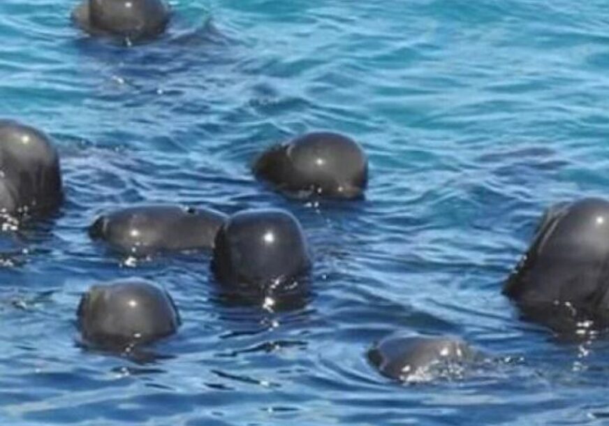 PODACI KOJI SKIDAJU OSMIJEH S LICA Manje delfina, više smeća u Crnom moru