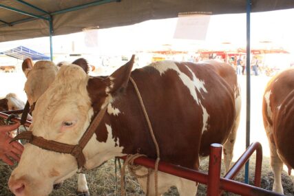 Princeza šampion izložbe krava i junica u Modriči