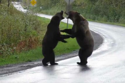 IZUZETNO RIJEDAK PRIZOR Medvjedi se žestoko potukli, a pogledajte ŠTA RADI vuk sa strane (VIDEO)