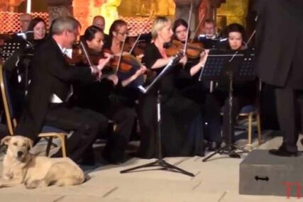 SIMPATIČNA SCENA POBRALA APLAUZE Kako je jedan pas UKRAO ŠOU Bečkom orkestru (VIDEO)