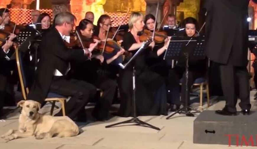 SIMPATIČNA SCENA POBRALA APLAUZE Kako je jedan pas UKRAO ŠOU Bečkom orkestru (VIDEO)