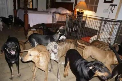 “BILA JE LUDNICA” Zbog uragana sa ulice sklonila blizu 100 pasa, pa otkrila KAKO SE PONAŠAJU