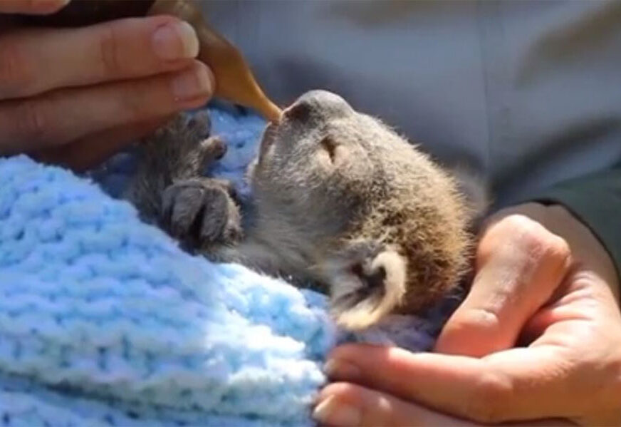 UDOMILI JE KAKO BI JE SPASLI Beba koala osvojila srca širom svijeta (VIDEO)