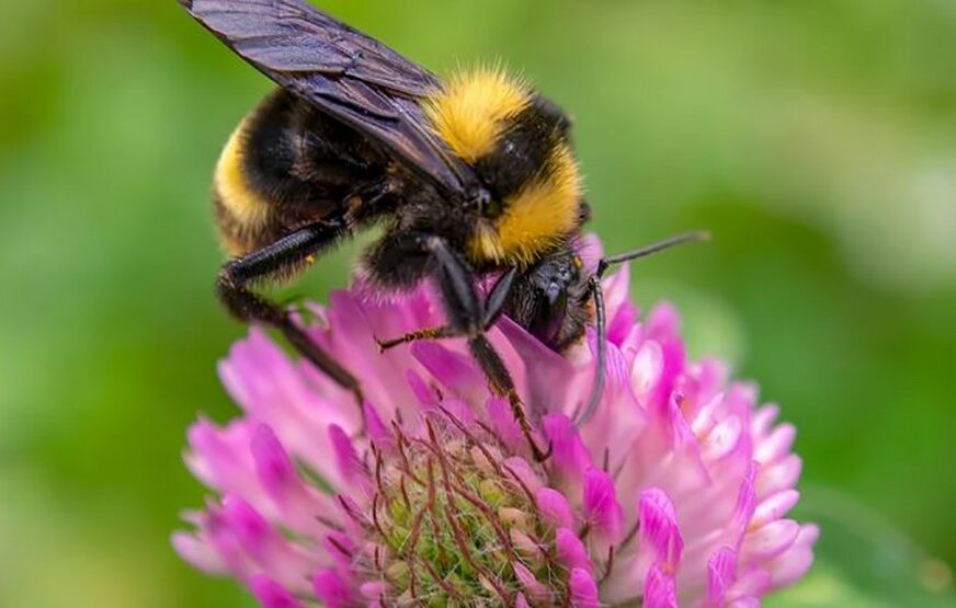 KLIMATSKE PROMJENE DONOSE NEVOLJE Poslije pčela, i njima PRIJETI IZUMIRANJE a krivac je ČOVJEK