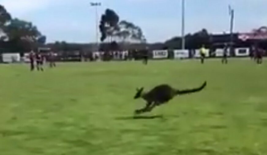 BIZARNO Kod nas utakmice prekidaju mačke, psi ili golubovi, a evo ko ih u Australiji remeti (VIDEO)
