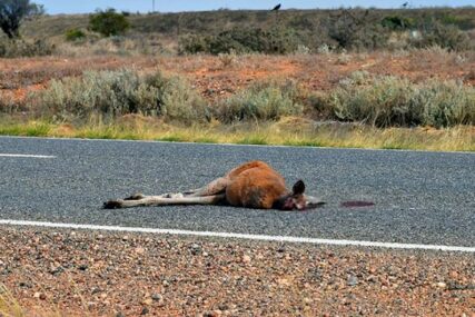 POŽARI DONIJELI PUSTOŠ U Australiji počelo ubijanje smrtno povrijeđenih kengura