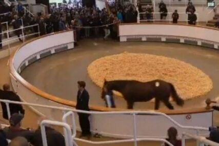OSTVARIO SAN Šeik iz Dubaija potrošio četiri miliona dolara za novog konja (VIDEO)