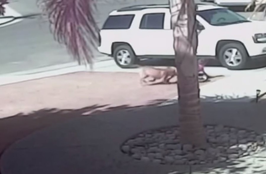 MAČKA ČUVAR Hrabra maca spasila dječaka od napada psa (VIDEO)