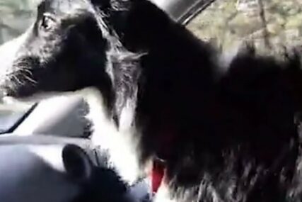 ISPLATILO SE Dala je OTKAZ kako bi tražila svog psa i poslije 57 dana ga je PRONAŠLA (VIDEO)