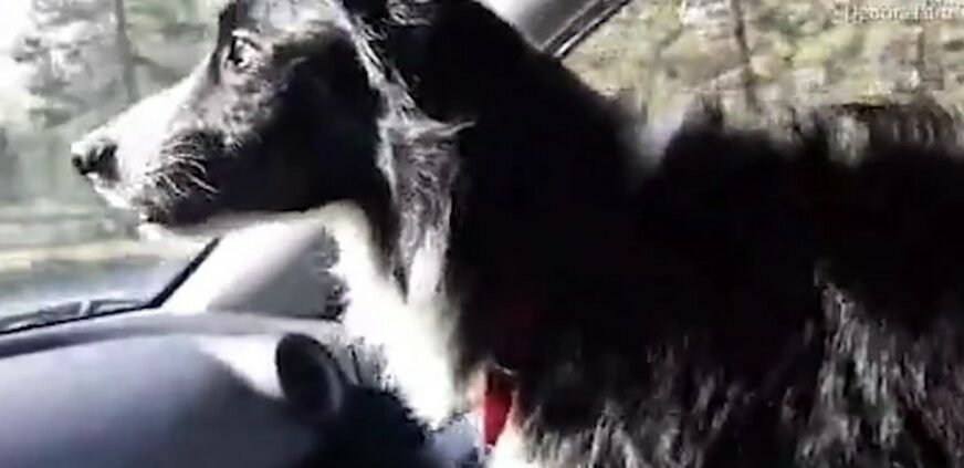 ISPLATILO SE Dala je OTKAZ kako bi tražila svog psa i poslije 57 dana ga je PRONAŠLA (VIDEO)