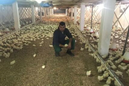 UGROŽENA EGZISTENCIJA 20.000 PROIZVOĐAČA Bez testiranja peradi nema dozvola za izvoz jaja i mesa u EU
