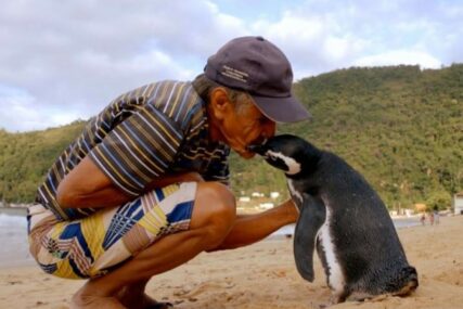 NEVJEROVATNA PRIČA O ODANOSTI Pingvin svake godine prepliva 8.000 kilometara da bi posjetio svog spasioca (VIDEO)