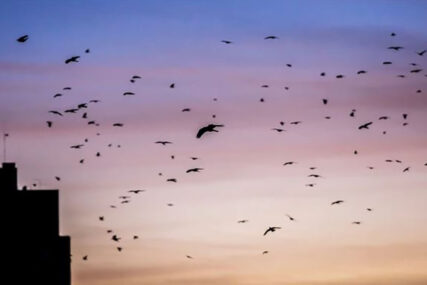 Scena kao u horor filmovima: Brojne vrane sletjele u Sarajevo, građani u strahu