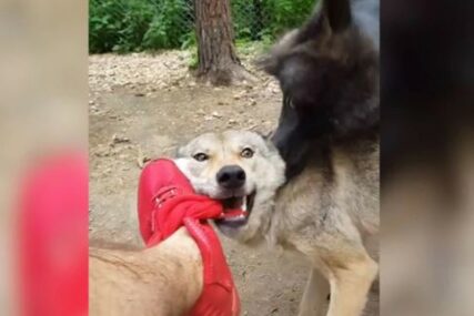 NEOBIČNO PRIJATELJSTVO Rus ima čopor vukova za ljubimce i otkrio je šta NIKAKO NE SMIJE da im radi (FOTO, VIDEO)