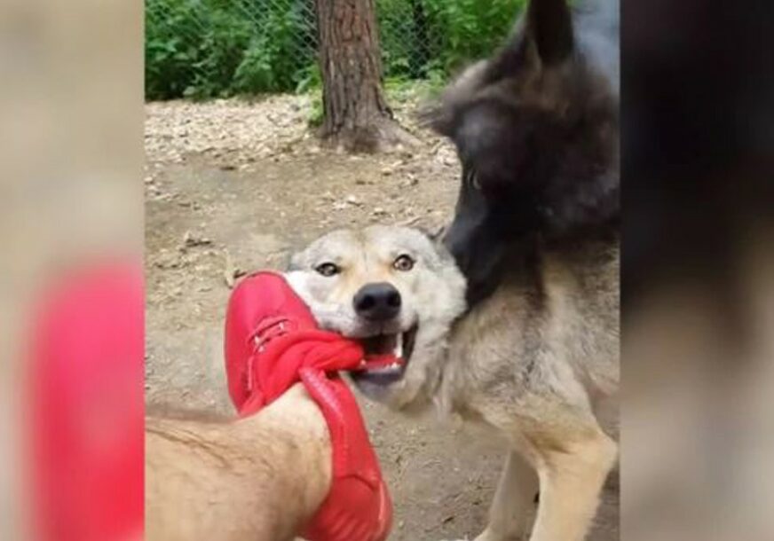 NEOBIČNO PRIJATELJSTVO Rus ima čopor vukova za ljubimce i otkrio je šta NIKAKO NE SMIJE da im radi (FOTO, VIDEO)