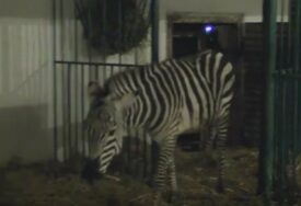 POVRIJEĐENI DIJETE (2) I ČOVJEK Zebra pobjegla iz Zoološkog vrta