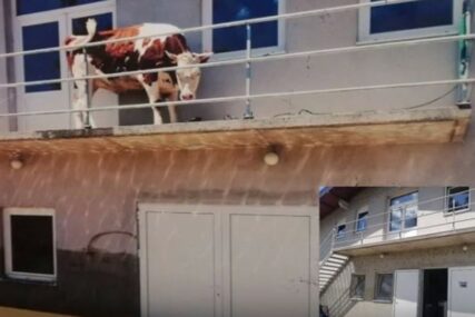 LEGENDA SA BALKONA Krava koja je PREŽIVJELA POPLAVU u Šamcu po peti put postala majka (VIDEO)