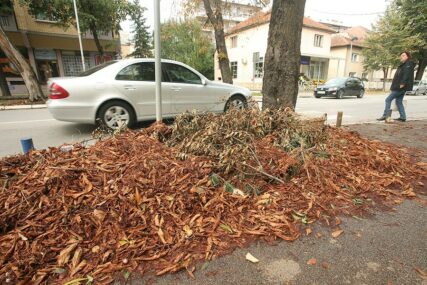 Opalo lišće može oštetiti auto: Kako da očuvamo lak i boju