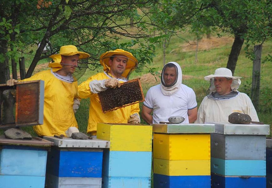 KOŠNICE BEZ MEDA Loša godina za zvorničke pčelare
