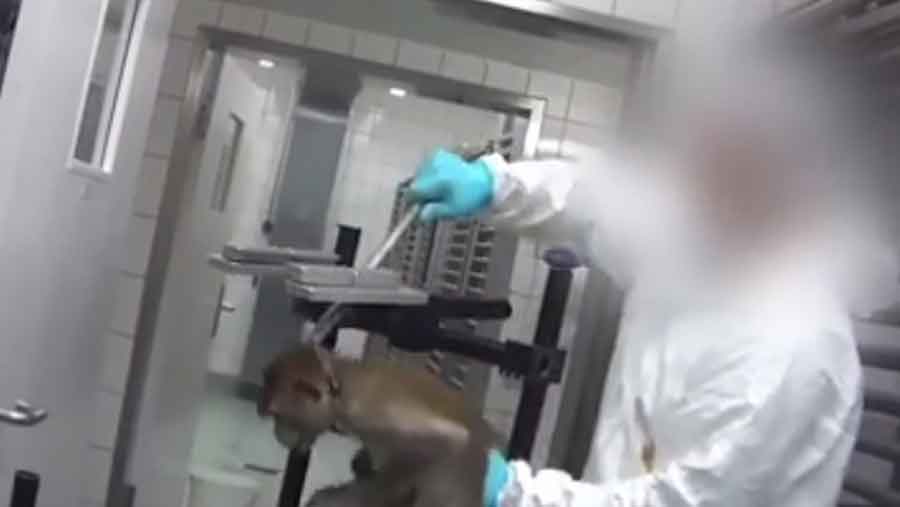 ŽIVOTINJE VRIŠTE OD BOLOVA Video snimci brutalnog mučenja majmuna RAZBJESNILI INTERNET