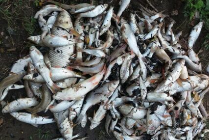 Ekološka katastrofa na Drini: Kod Loznice danima plutaju mrtve ribe