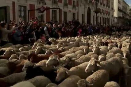 PASTIRI UPRAVLJALI STADOM KROZ CENTAR GRADA Hiljade ovaca i koza zamijenile automobile (VIDEO)
