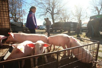 Ublažene mjere za klanje svinja: Može li zaraženo prase promaći kontroli