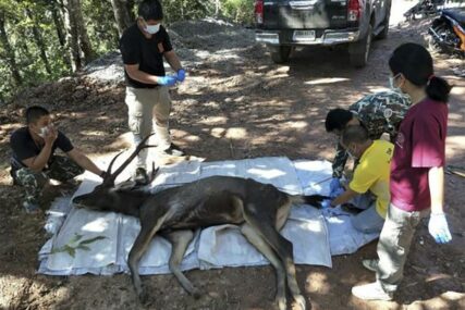 JEZIVO Pronašli su mrtvog jelena, a kada su ga otvorili, uslijedio je ŠOK (FOTO)