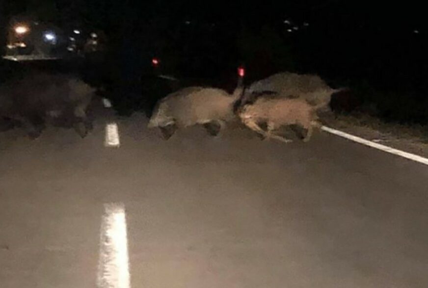 STIGLE NADOMAK CENTRA Divlje svinje prošetale Sanskim Mostom