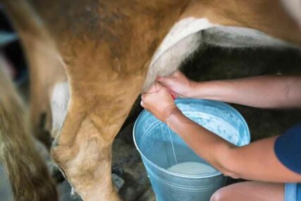 RAST OTKUPA Od proizvodnje mlijeka živi oko 13.000 domaćinstava u BiH