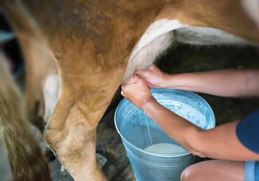 RAST OTKUPA Od proizvodnje mlijeka živi oko 13.000 domaćinstava u BiH