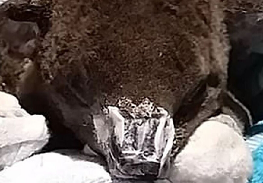 ONI SU IM PRUŽILI BRIGU I LJUBAV Na stotine koala je povrijeđeno usljed velikih požara (VIDEO)