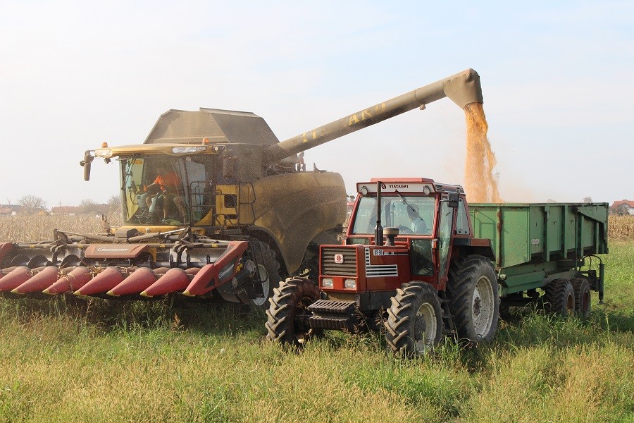 PROSJEČAN ROD Pri kraju berba kukuruza u Kozarskoj Dubici