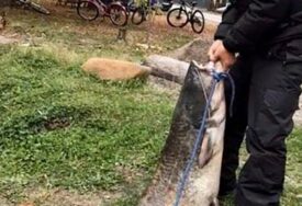 GRAĐANI UZNEMIRENI Zabilježen novi napad soma u Njemačkoj, na meti muškarac koji je plivao u jezeru