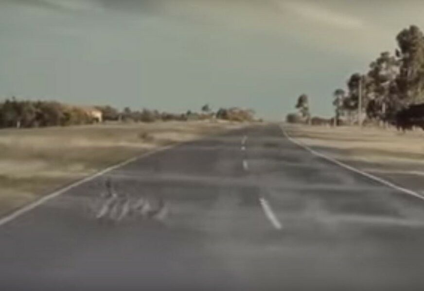 TESLIN AUTOPILOT Pogledajte reakciju kojom je automobil spasao patke na cesti (VIDEO)