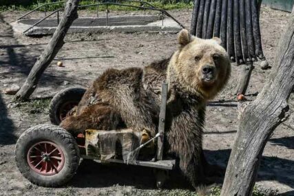 ŽIVIO UPRKOS SLOMLJENOJ KIČMI Preminuo Uško, prvi medvjed koji je koristio INVALIDSKA KOLICA