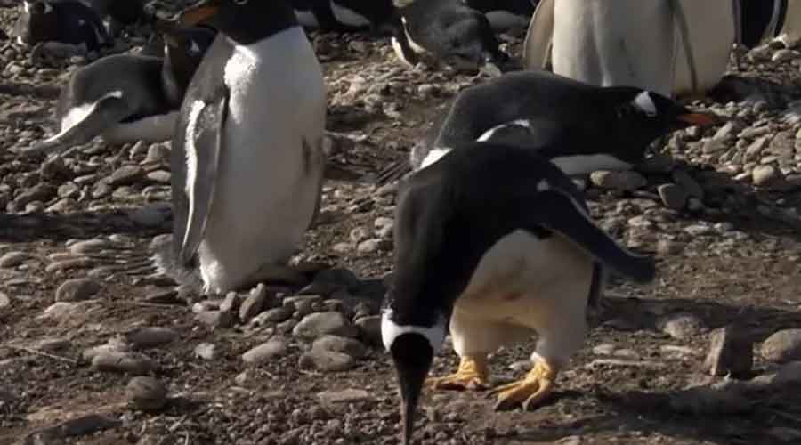 Vode brigu i o pingvinima: Ove žene su dobile posao u najzabačenijoj pošti na svijetu