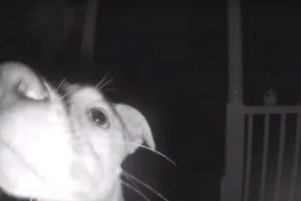 DOSJETLJIVI ČIKA Ostavili psića vani, a on im pozvonio na vrata (VIDEO)