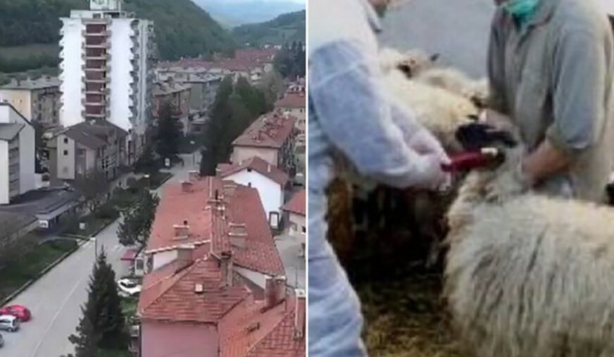 OPAKA ZARAZNA BOLEST PONOVO U BiH Šest osoba u Novom Travniku zaraženo brucelozom