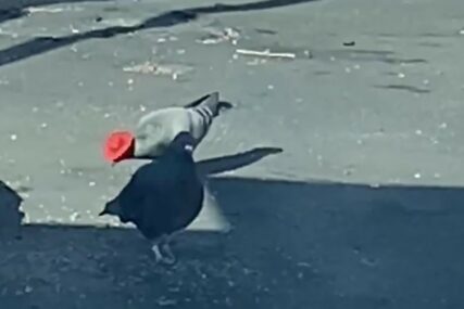 PRATE POPULARNE TRENDOVE Misteriozna osoba stavlja KAUBOJSKE ŠEŠIRE na glave goluba (VIDEO)