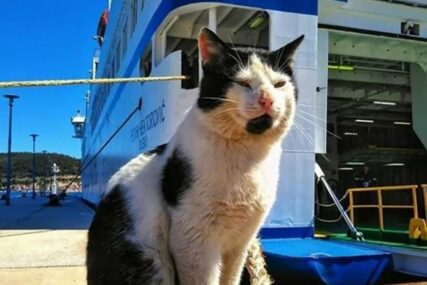 NEOBIČAN MOREPLOVAC Mačak se ukrcao na brod i nestao, sada je pronađen i VRAĆA SE KUĆI (FOTO)