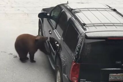 NEVJEROVATNO Medvjed otvorio vrata i ušao u parkirani automobil (VIDEO)