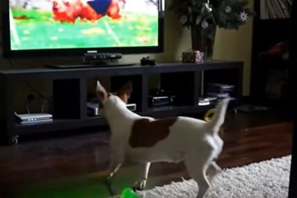 URNEBESNO SMIJEŠNO Ovi slatki psi obožavaju gledati TV, njihove reakcije sve govore (VIDEO)