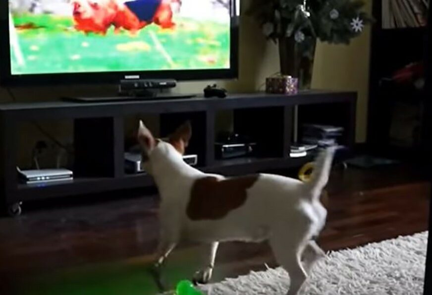URNEBESNO SMIJEŠNO Ovi slatki psi obožavaju gledati TV, njihove reakcije sve govore (VIDEO)