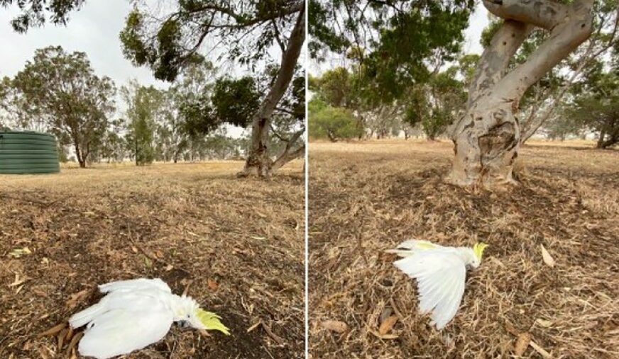 ŽIVOTINJE TEŠKO PODNOSE PAKLENE VRUĆINE U Australiji mrtve ptice padaju sa neba (FOTO)